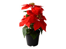 Konstväxt Julstjärna Röd 32 cm